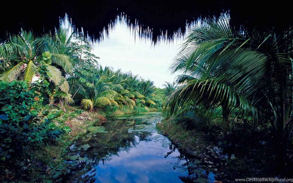 Fonds D'écran Jungle : Tous Les Wallpapers Jungle