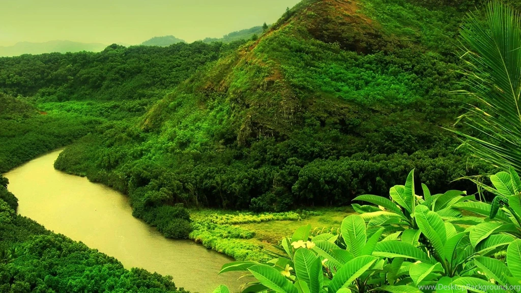 Jungle HD Waterscape Wallpapers