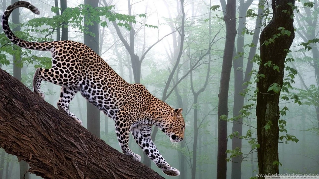 Leopard In Jungle HD Desktop Wallpapers : Widescreen : High ...