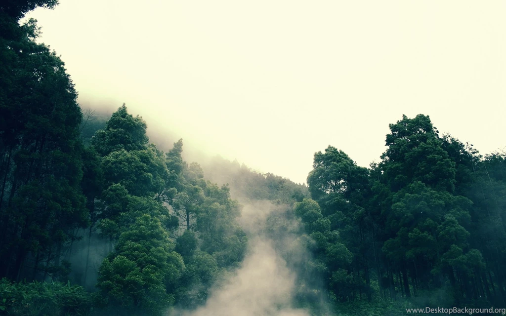 Jungle Computer Wallpapers, Desktop Backgrounds