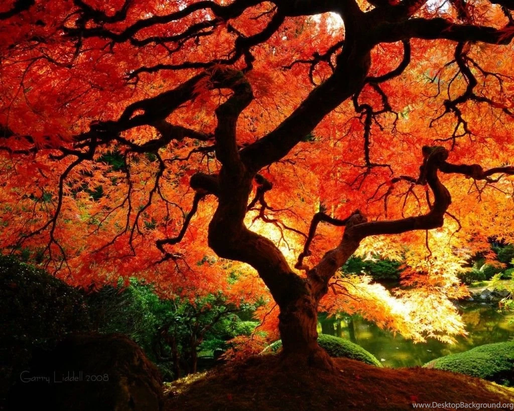 Japanese maple wallpaper hd 1024x8191.jpg