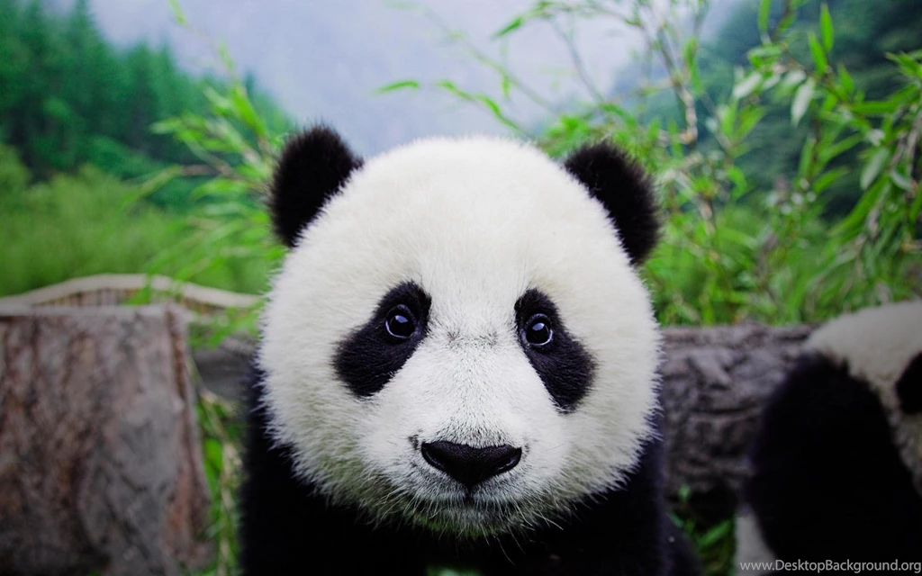 Top Cute Panda Wallpapers Pictures Images For Pinterest