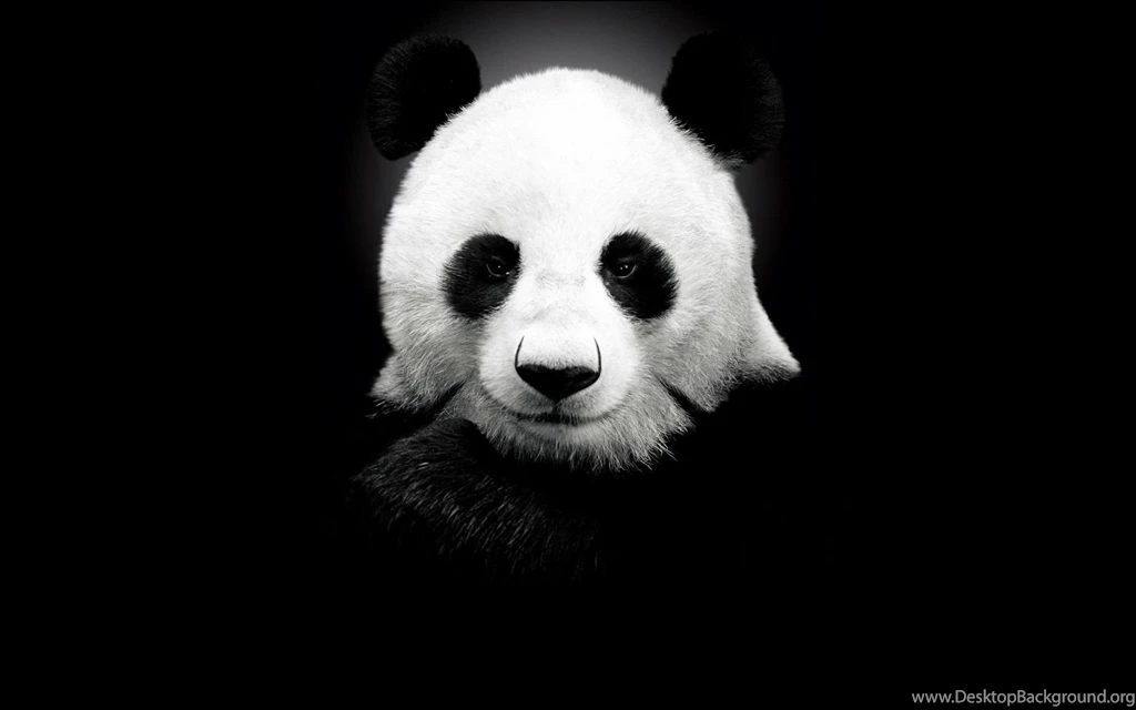 Panda Bear Backgrounds
