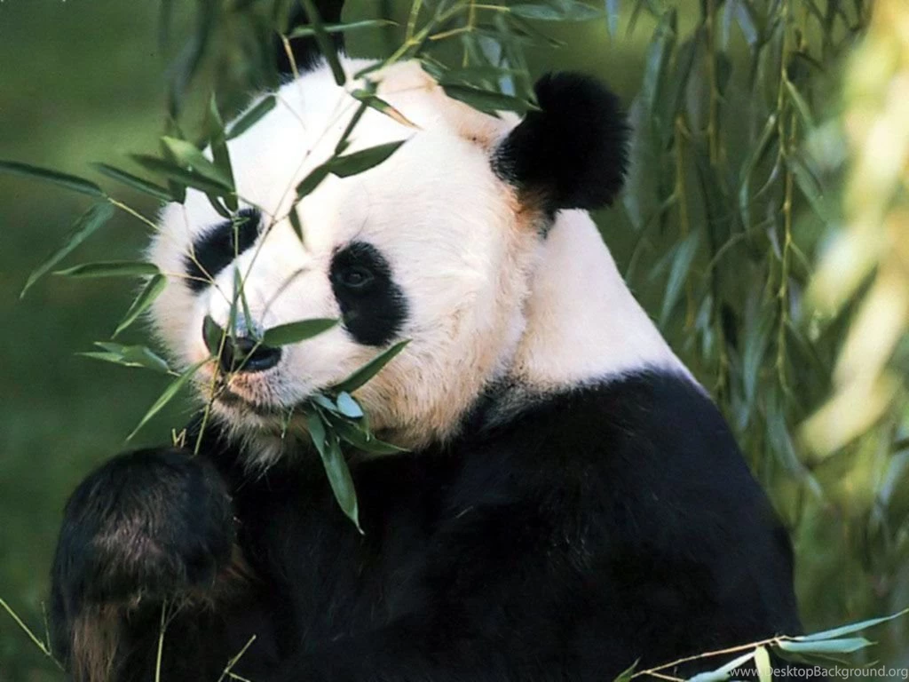 Panda Wallpapers