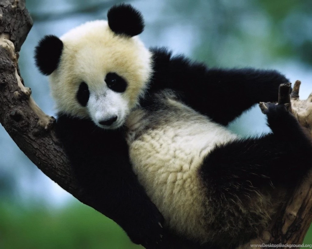 Download 1280x1024 Little Panda Bear On A Tree Wallpapers