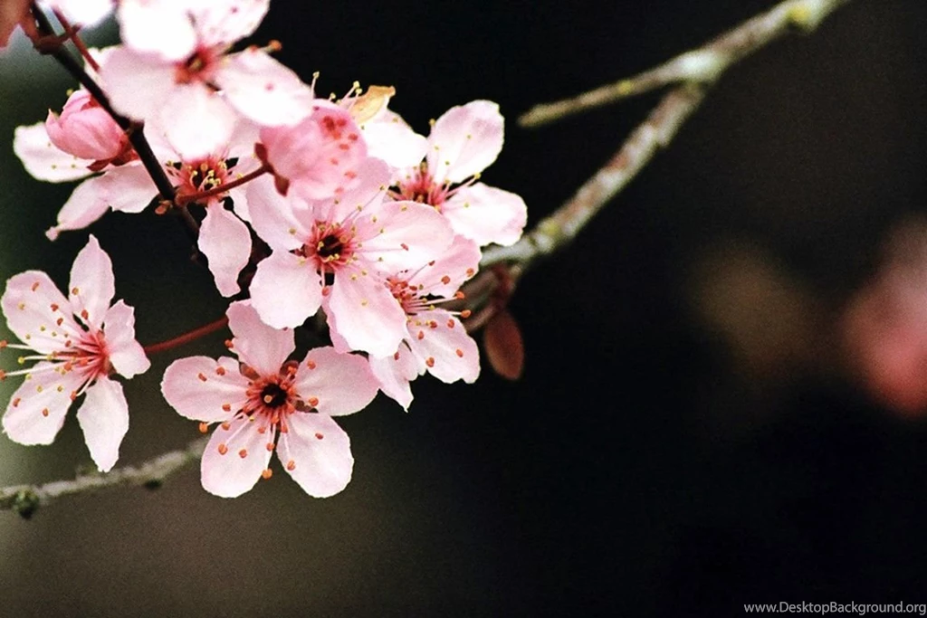 Cherry Blossom Wallpapers By SchrodingersCat19 On DeviantArt