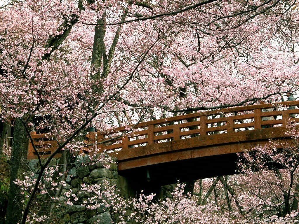 Cherry Blossom Wallpapers Cherry Blossom Wallpapers (25312463 ...