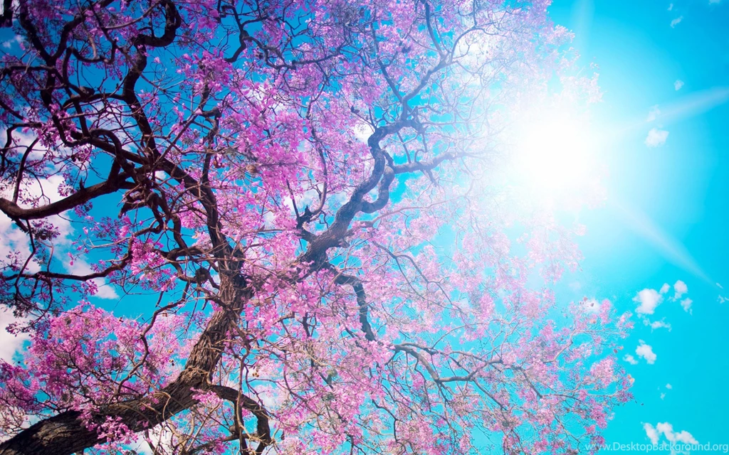 Download Wallpapers 3840x2400 O hanami, Blossom Festival And To ...