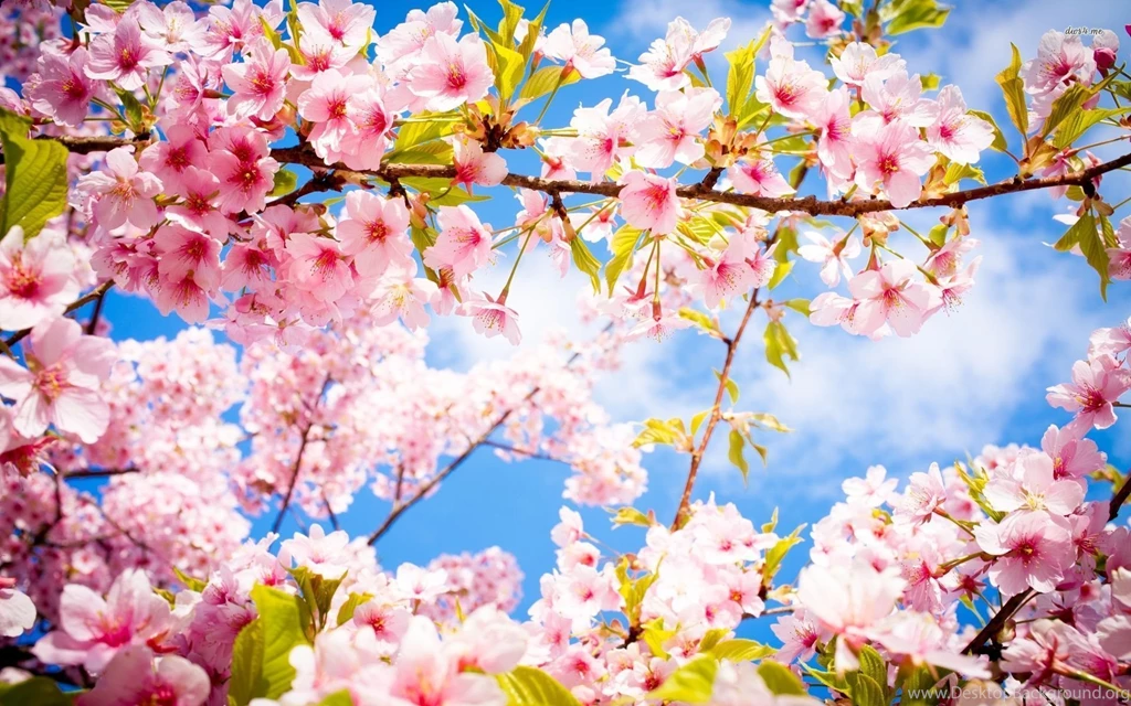 Cherry Blossoms Wallpapers Photography Wallpapers