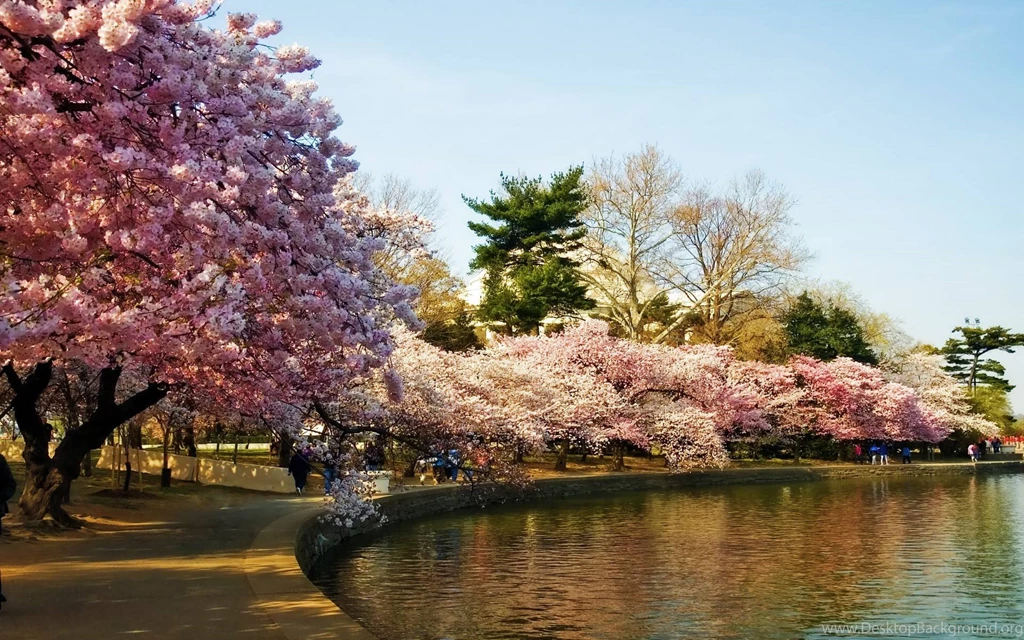 Cherry Blossom Tree Desktop Wallpapers   , New Wallpapers, New ...