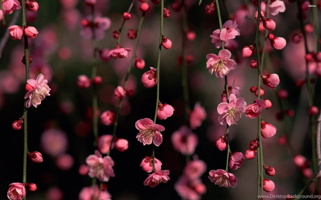 Cherry Blossoms Wallpapers Flower Wallpapers