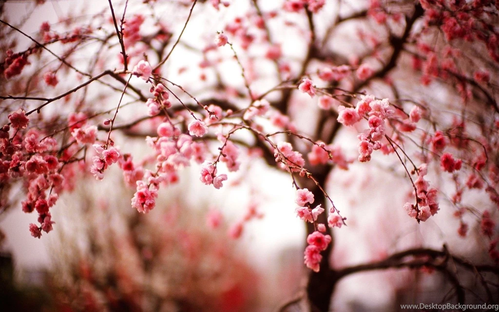Spring pink japanese cherry blossoms wallpaper.jpg