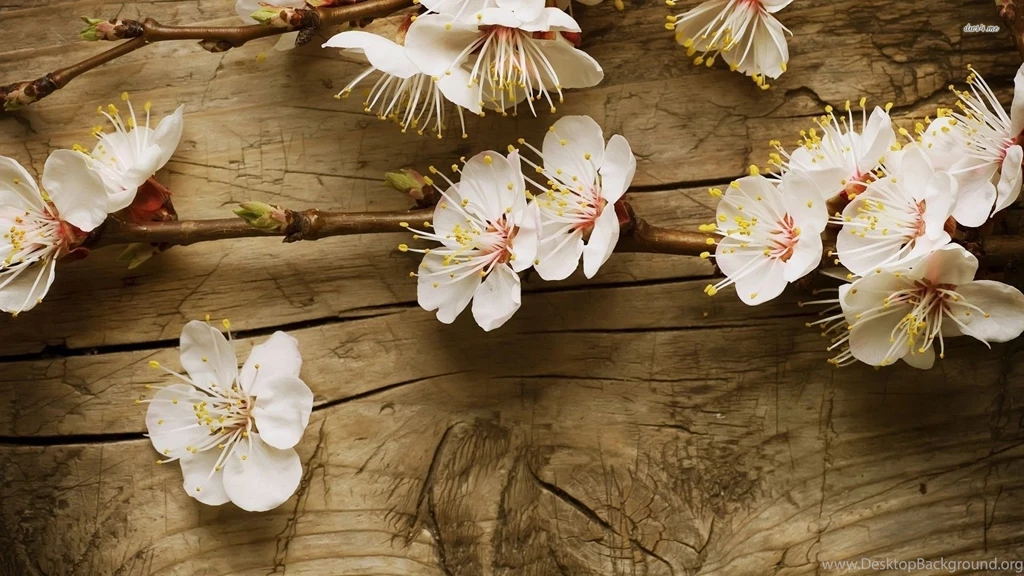 Cherry Blossoms Wallpapers Flower Wallpapers