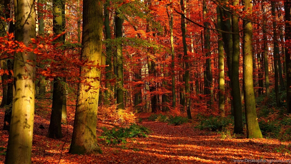 4K Ultra HD Autumn Wallpapers HD, Desktop Backgrounds 3840x2160 ...