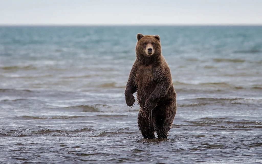 Grizzly Bear Wallpapers