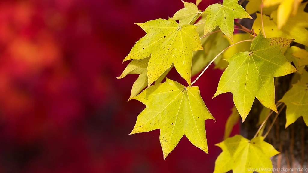 Full HD 1080p Autumn Wallpapers HD, Desktop Backgrounds 1920x1080