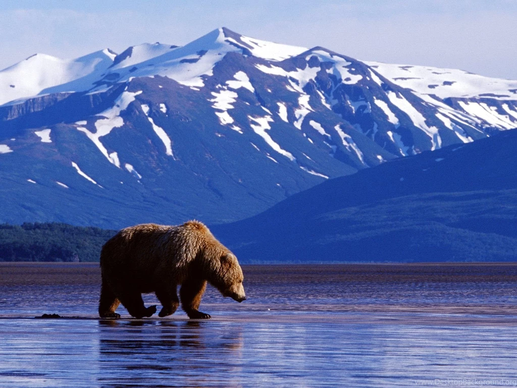 Download Alaska Grizzly Bear Wallpapers 2867 1600x1200 Px High ...
