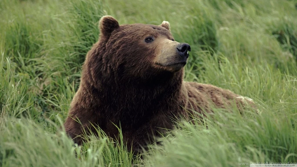 Grizzly Bear Near Mcneil River Alaska HD Desktop Wallpapers ...