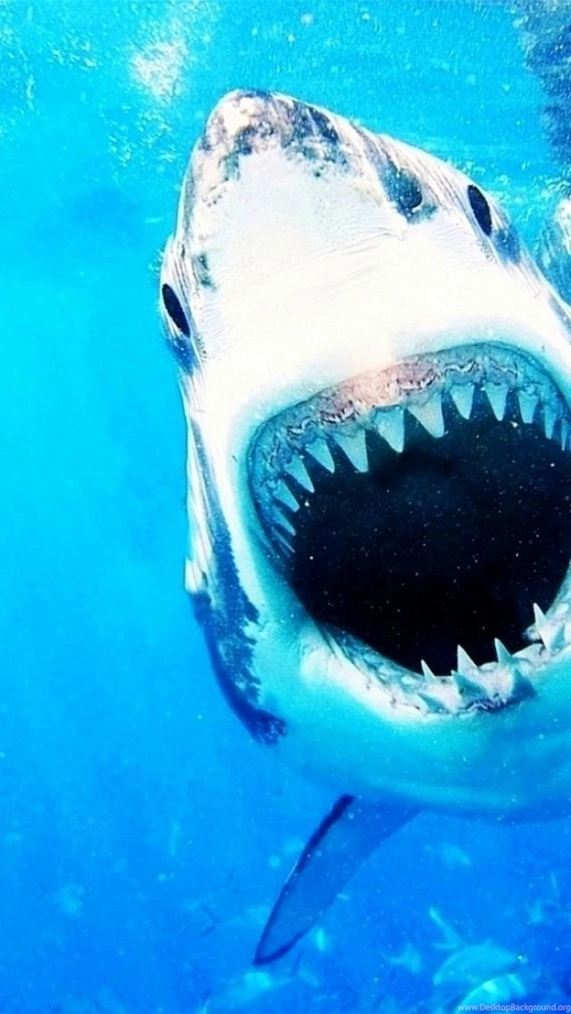 Shark Jaws iPhone 5 Wallpapers