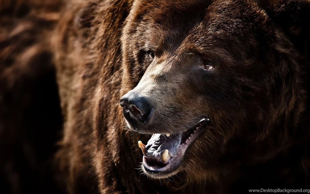 Big Animal Predator 06 Grizzly Bear