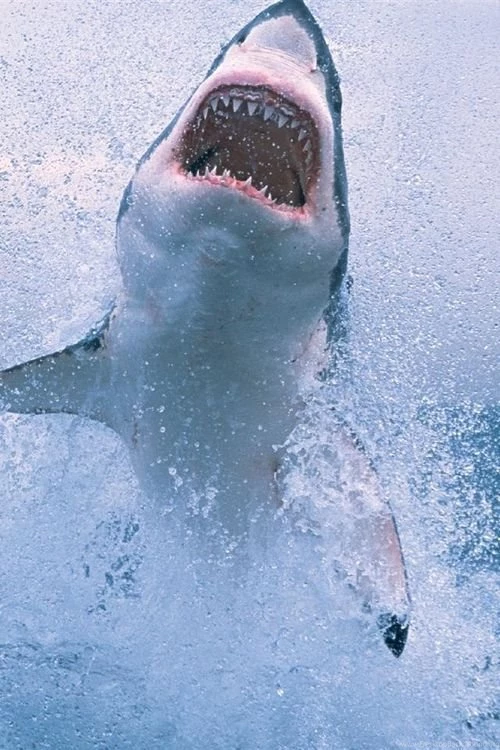 Pics, Facts, Funny Stuff About Animals & Nature Shark Breach ...