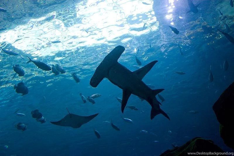 21399) Hammerhead Shark Iphone Wallpapers Attachment WalOps.com