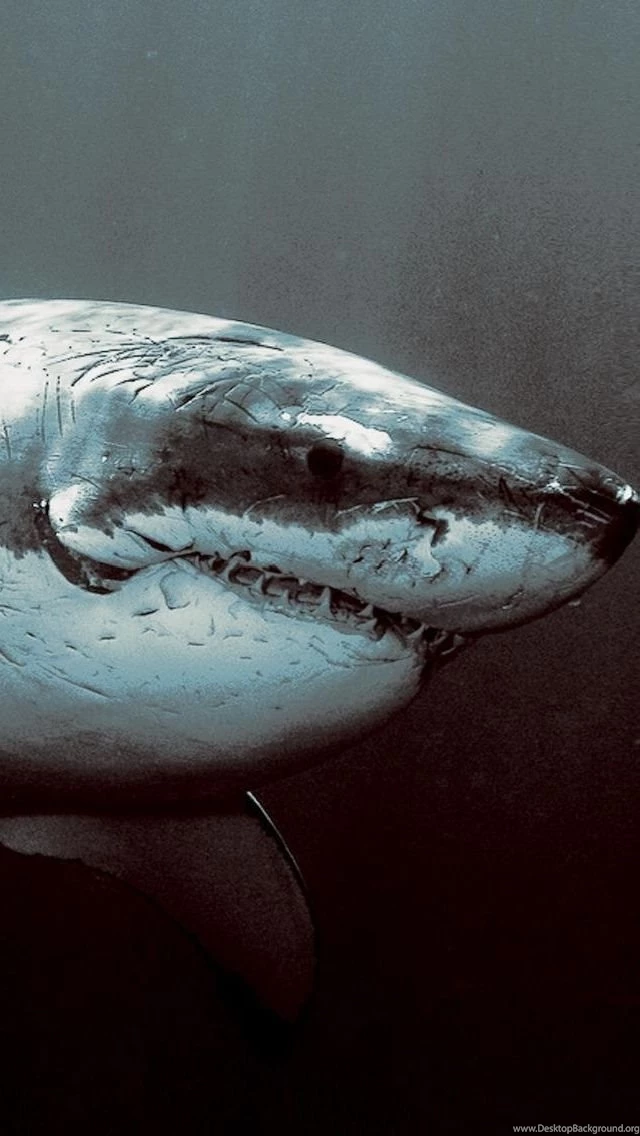 New Free Iphone Wallpapers