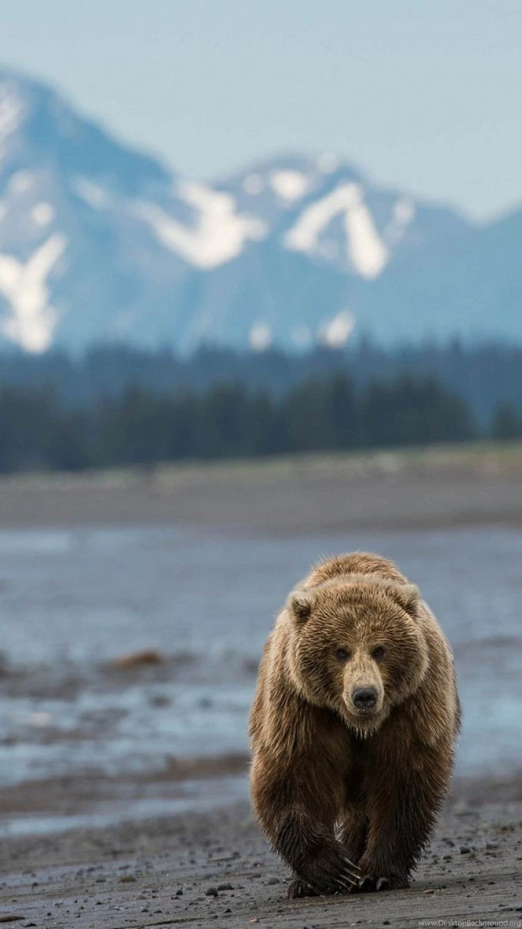 Trees Forest Animals Grizzly Bears Rivers Skies Wallpapers