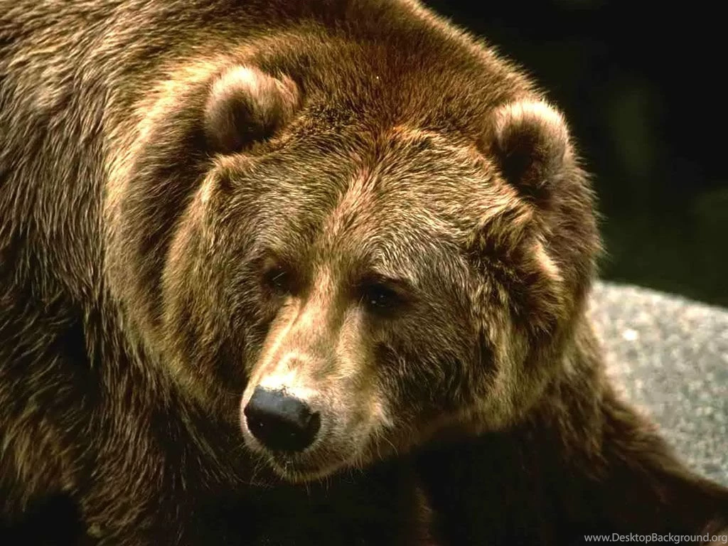 Grizzly Bear Wallpapers Wild Big Grizzly Wallpapers