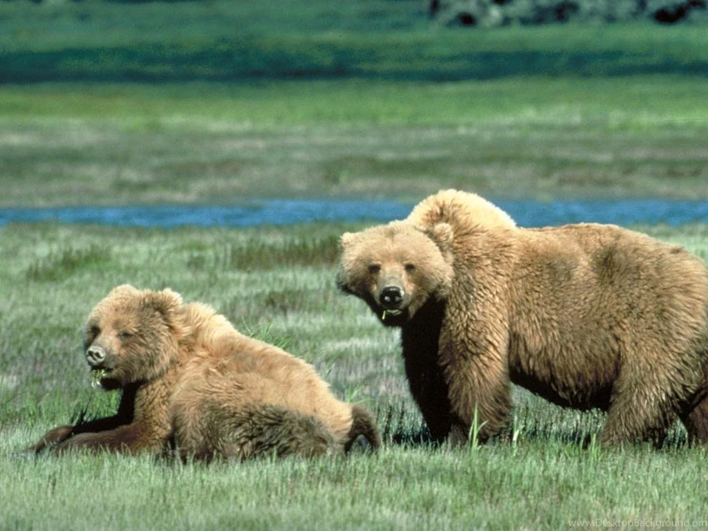 Grizzly Bear Wallpapers Animals Town