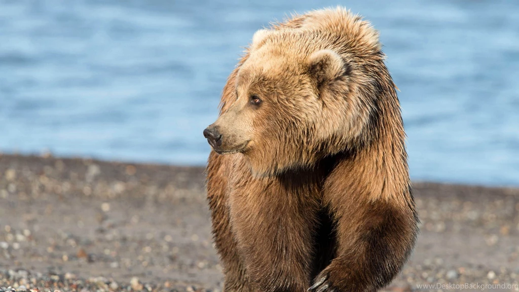Beautiful Grizzly Bear 3840x2160 4K 16/9 (Ultra HD, UHD ...
