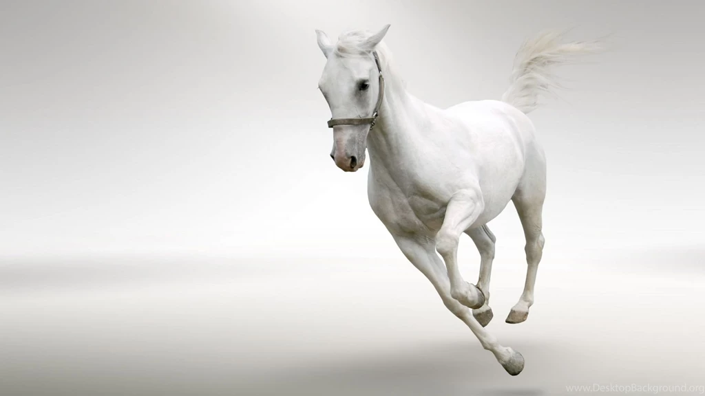 Horse Wallpapers