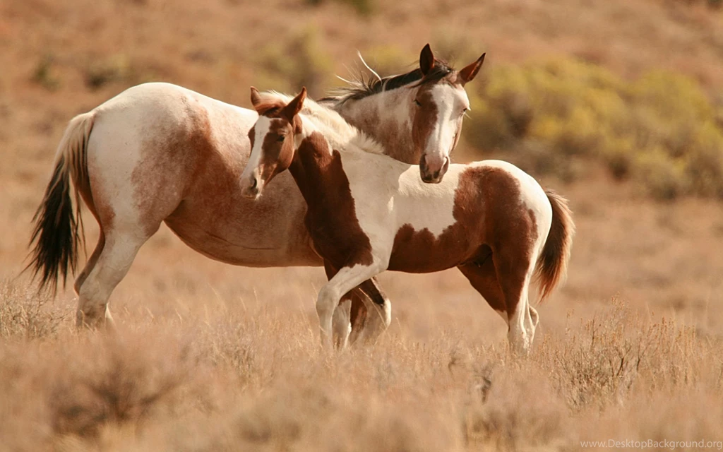 Horse Desktop Wallpapers Wallpapers HD Wallpapers 88705