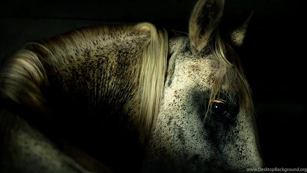 Paint Horse Wallpapers , New Wallpapers, New Wallpapers