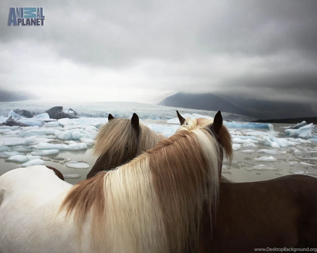Ee80efa: Horse Wallpapers Desktop Backgrounds
