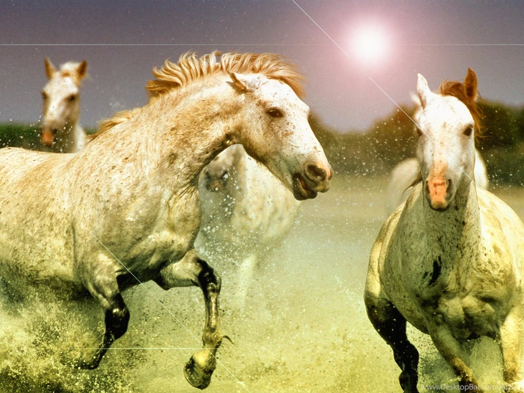Windows 7 Thoroughbred Horse Desktop Wallpapers
