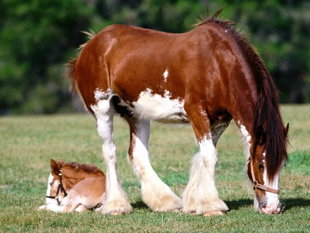 Top Download Wallpapers 1600x1200 Horse Images For Pinterest