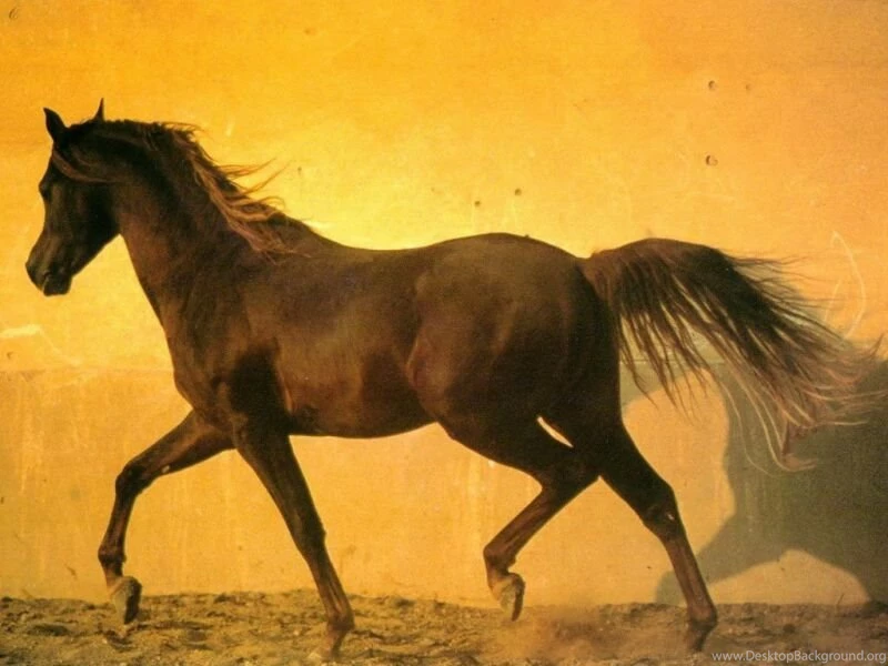 Free Desktop Wallpaper, Horse