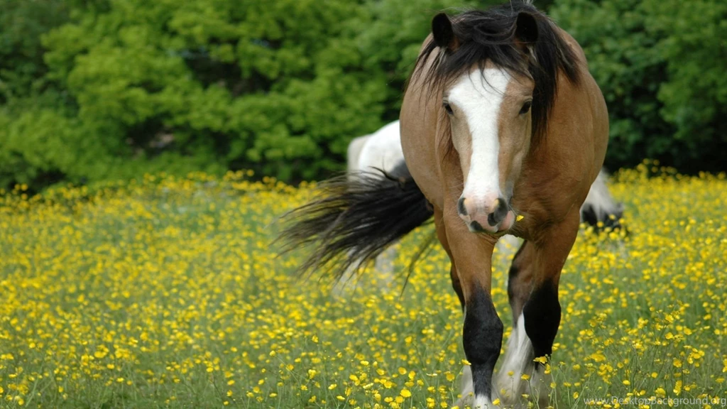 Horse, Wallpaper, Desktop, Animal (
