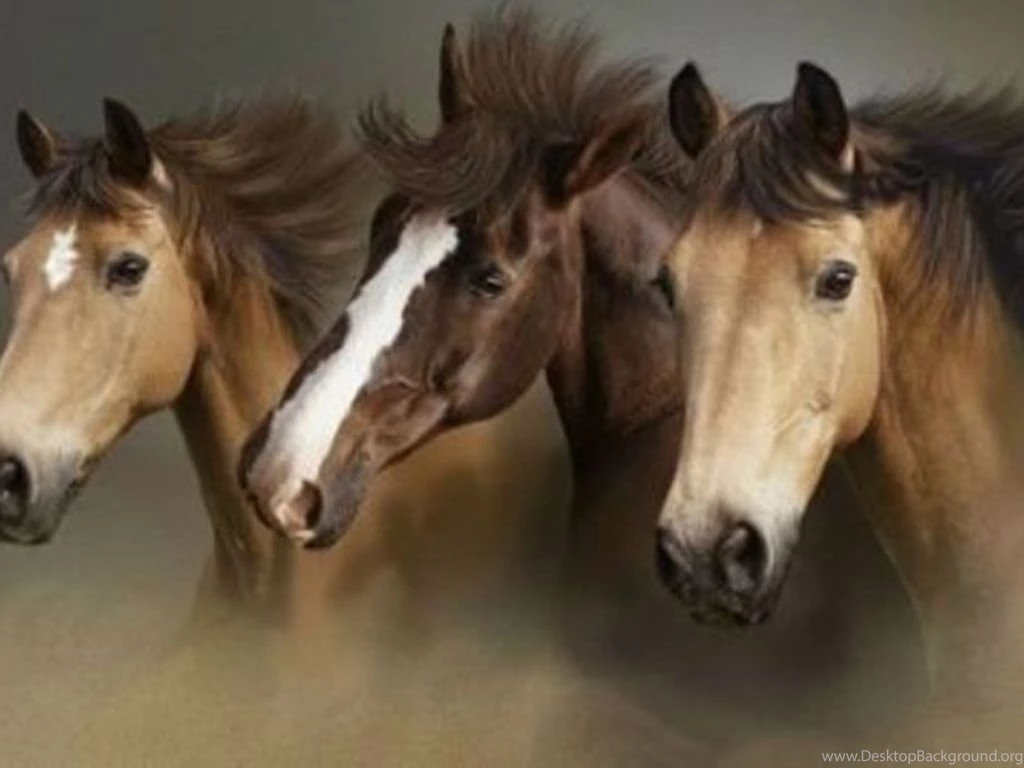 Download Beautiful Wild Horses Wallpapers 1024x768