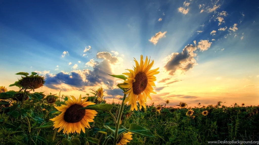 Wallpapers Full Hd Download Wallpapers HD Fine
