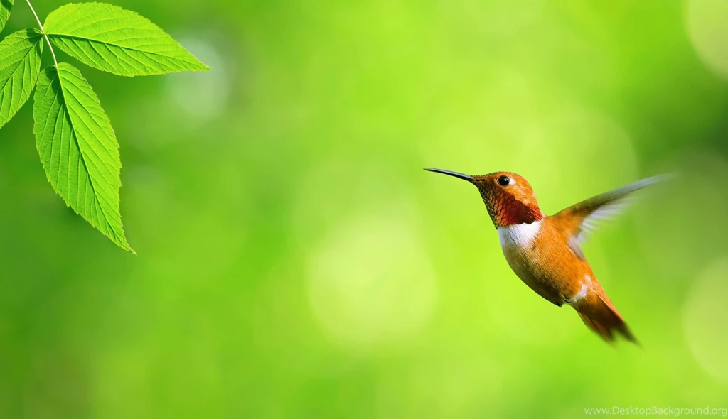 Download Bird Hd Desktop Backgrounds Wallpapers Full Hd Wallpapers ...