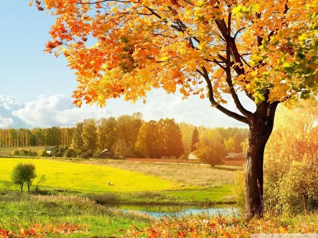 A Beautiful View Of Colorful Autumn Trees HD Desktop Wallpapers ...
