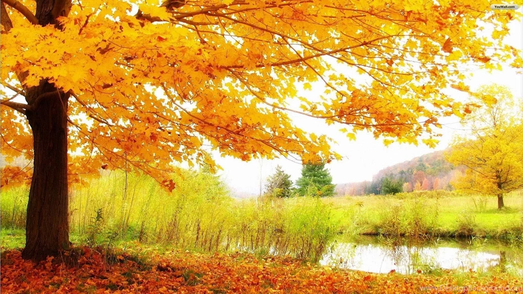 YouWall   Autumn Tree And Lake Wallpapers   Wallpaper,wallpapers ...