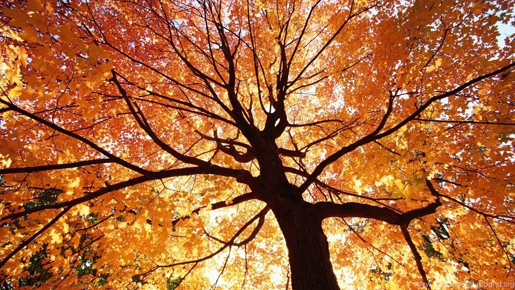 Top Autumn Trees I Want Images For Pinterest