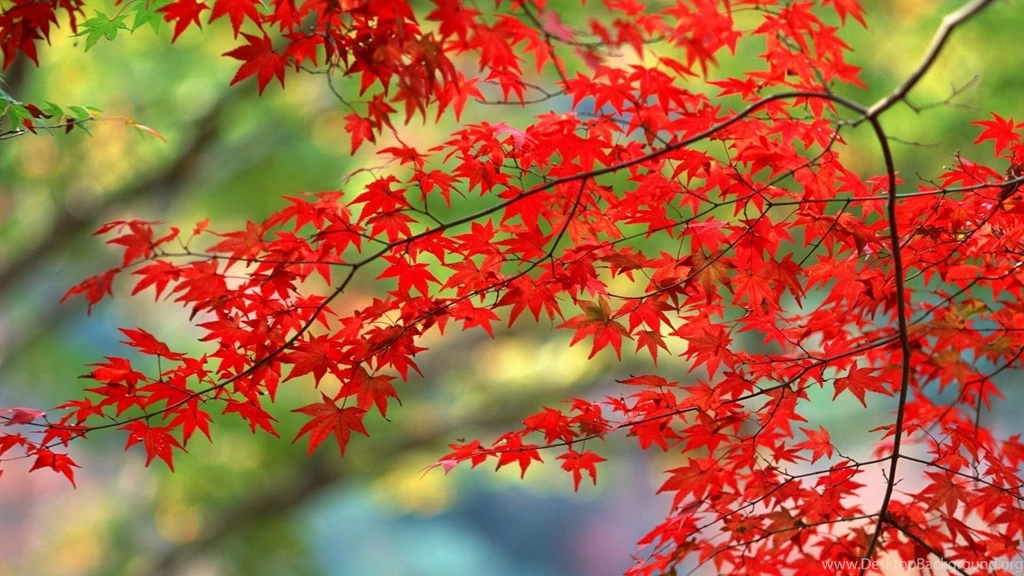 Trees In Autumn Autumn Wallpapers (22174466) Fanpop
