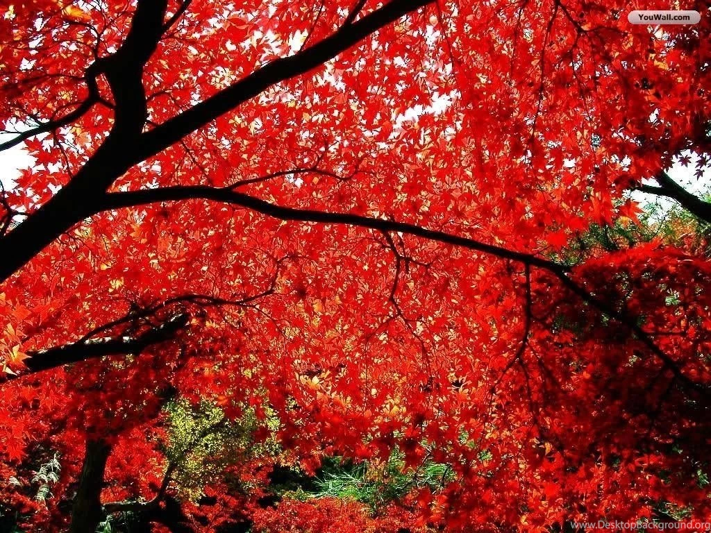 YouWall Autumn Tree Wallpapers Wallpaper,wallpapers,free ...