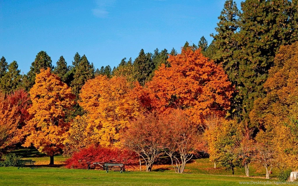 Autumn Trees Wallpapers