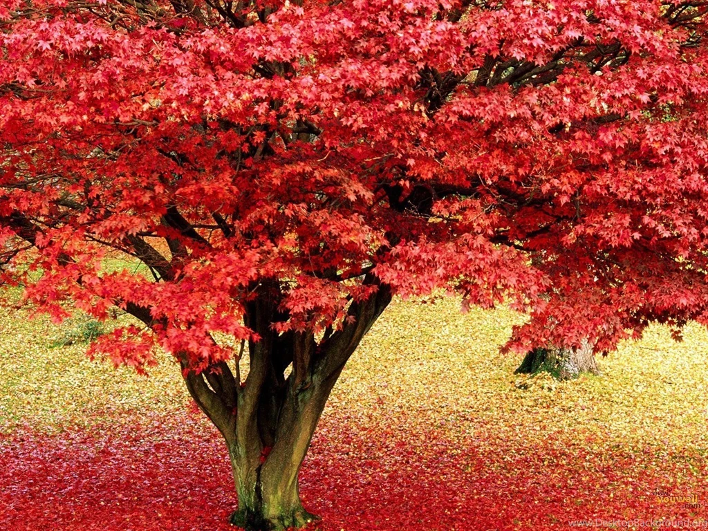 YouWall Autumn Tree Wallpapers Wallpaper,wallpapers,free ...