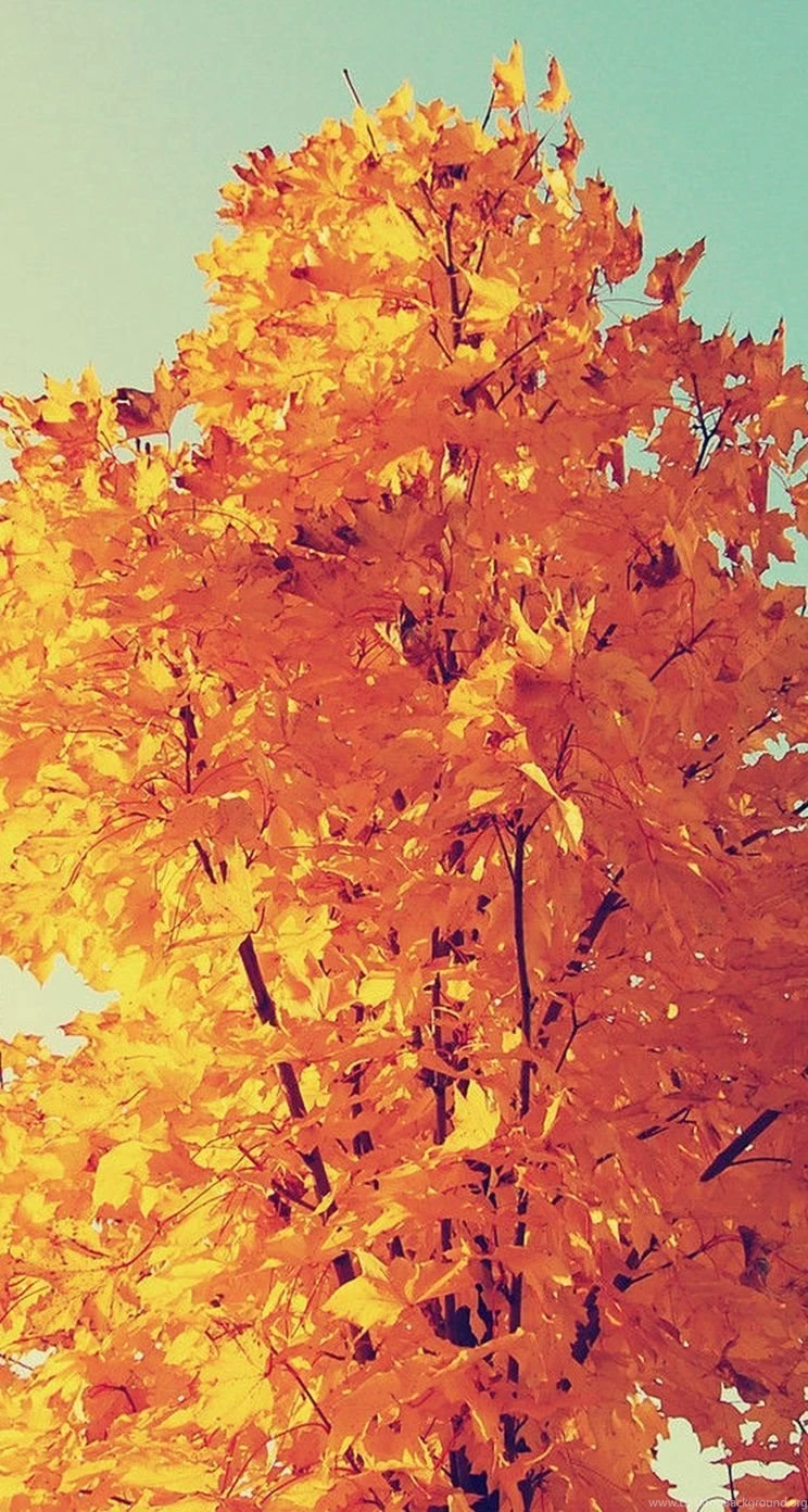 Autumn iPhone 5s Wallpapers